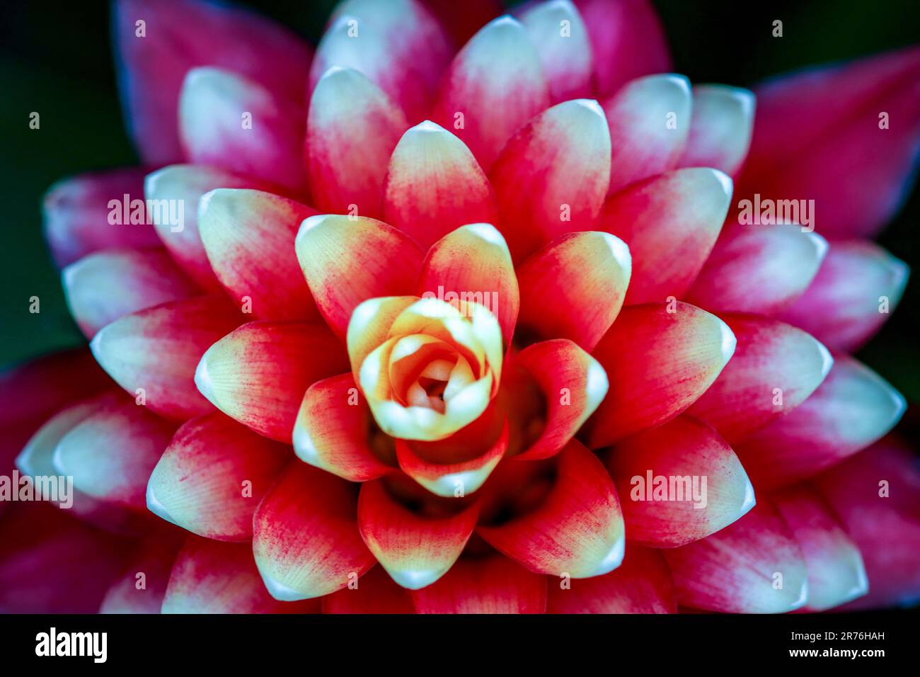 Strong Color Flower Strong colors hi-res stock photography and images - Alamy