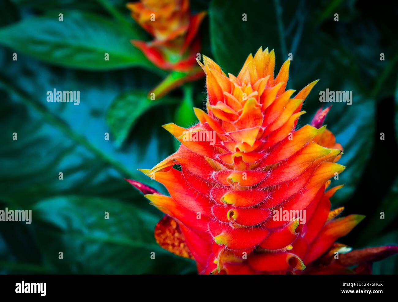 colorful aphelandra plant Stock Photo
