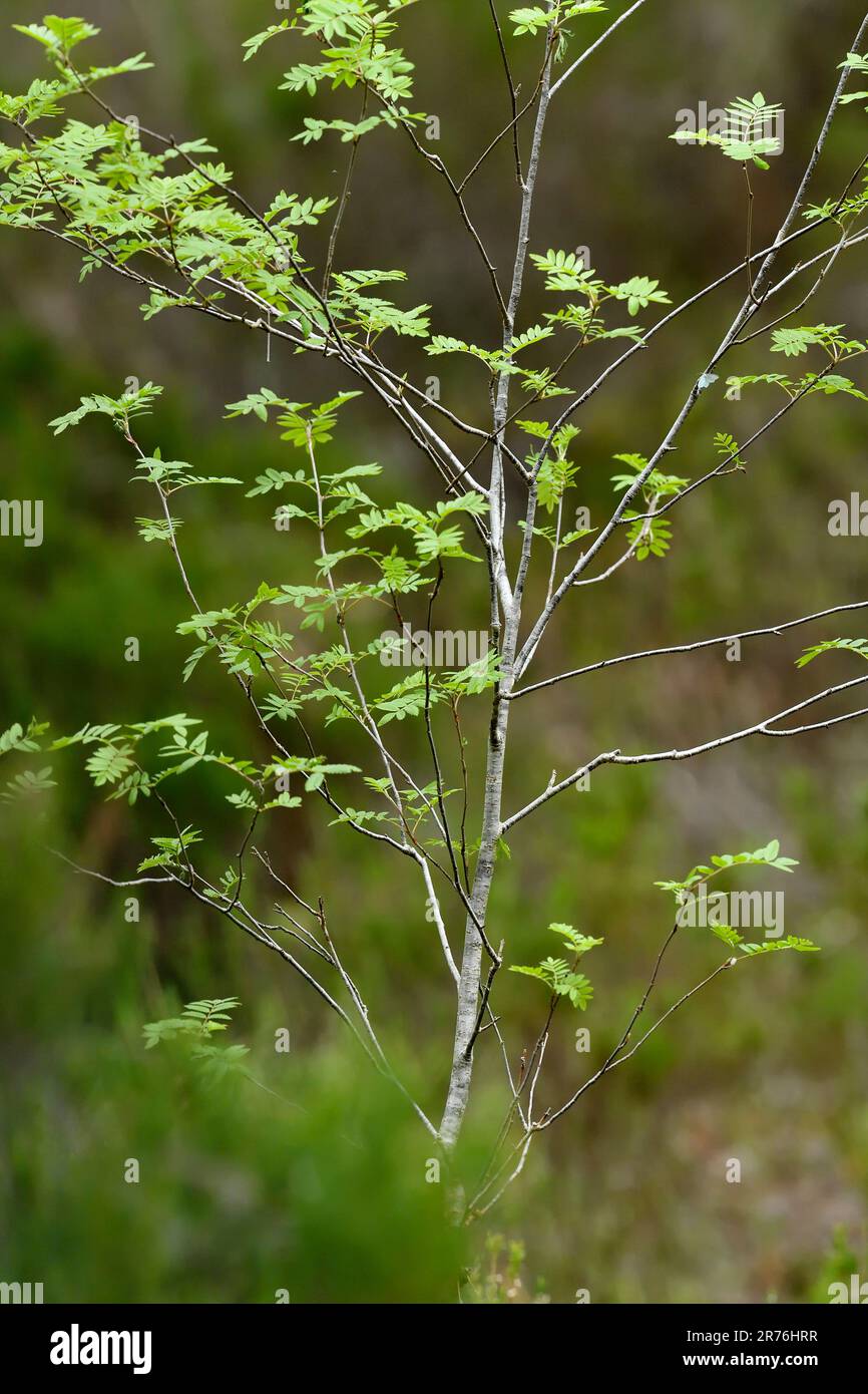 Rowan (Sorbus aucuparia) fresh foilage of sapling growing in deep ling heather by the Woodland Trail, Beinn Eighe NNR, Kinlochewe, Scotland, May 2022 Stock Photo