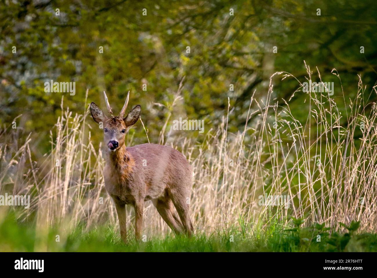 young roebuck in the fields Stock Photo