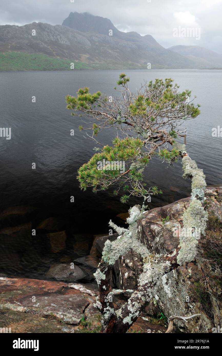 Scots Pine (Pinus sylvestris) stunted tree with trunk and branches covered in crustose lichens, Loch Maree, Scotland Stock Photo