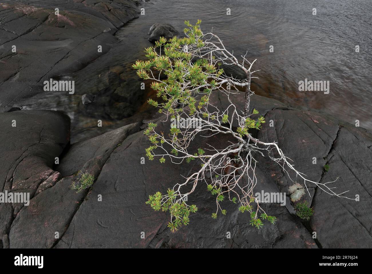 Scots Pine (Pinus sylvestris) stunted tree growing in a rock crevice by the shore of Loch Maree, Beinn Eighe NNR, Kinlochewe, Scotland, May 2022 Stock Photo