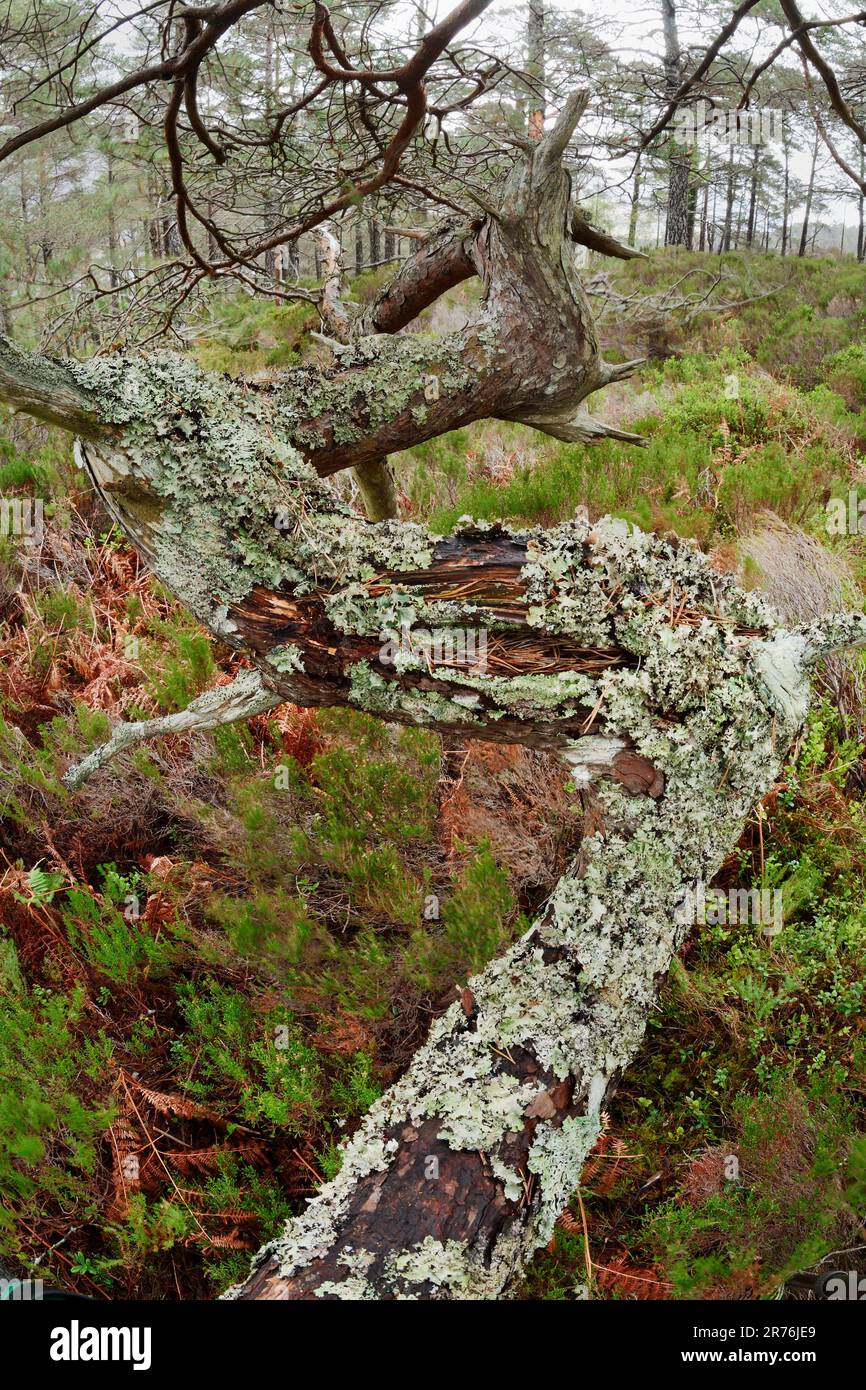 Scots Pine (Pinus sylvestris) detail of low growing branch of mature trees, Beinn Eighe, Scotland Stock Photo