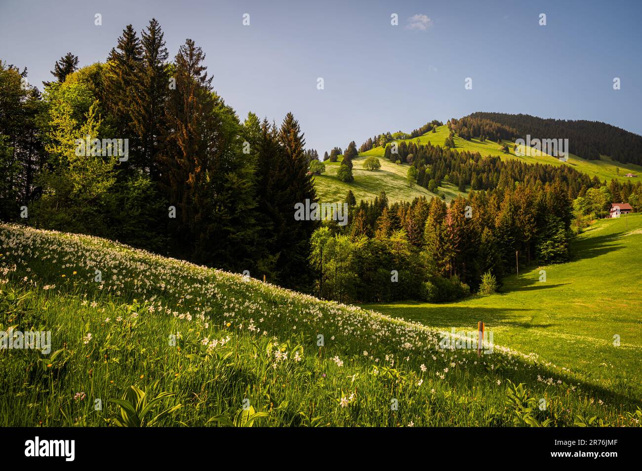 Landscape with mountains and sky. White Daffodils Blooming in spring. Narcissus poeticus. pheasant's eye. Montreux, Les Avants, Vaud, Switzerland. Stock Photo
