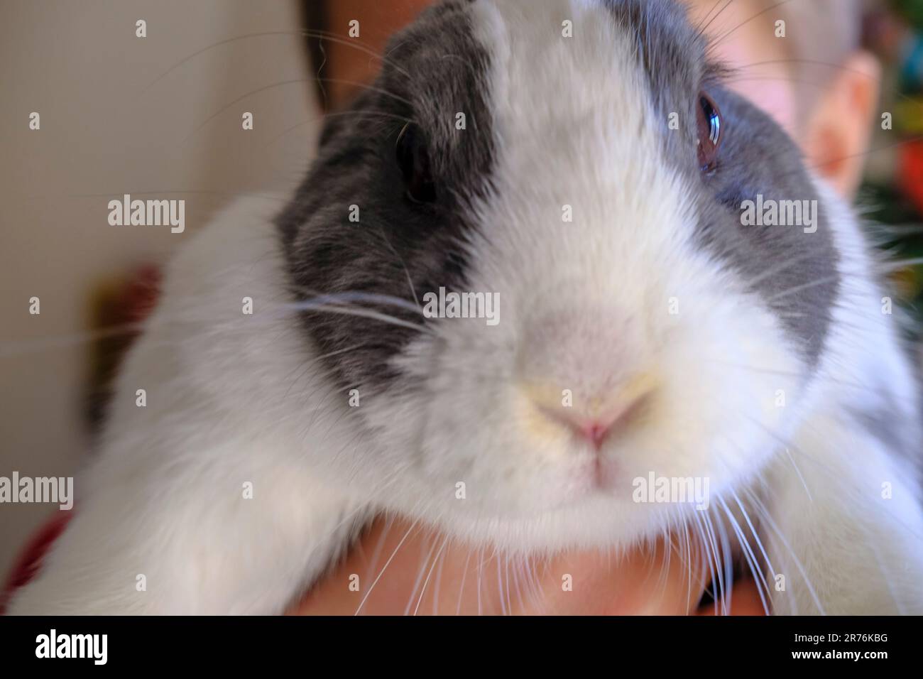 Domestic holidays hi-res stock photography and images - Alamy