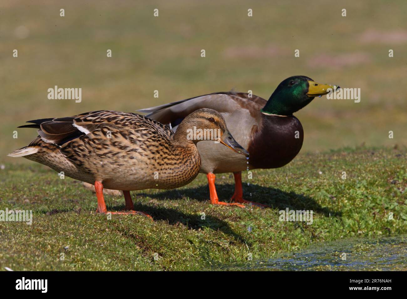 Mallard (Anas platyrhynchos) pair drinking from pond  Eccles-on-Sea, Norfolk, UK.             April Stock Photo