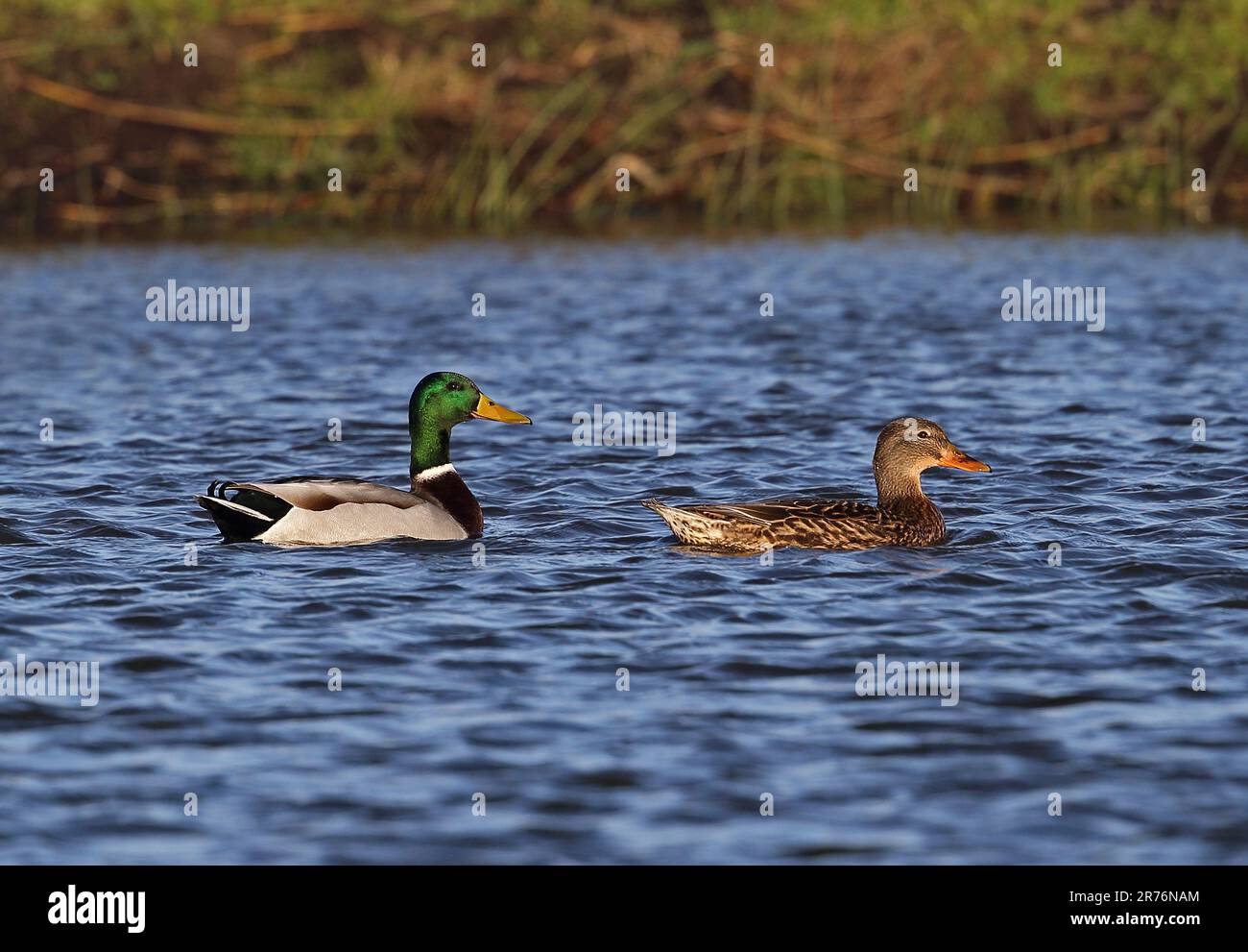 Mallard (Anas platyrhynchos) pair on pond  Eccles-on-Sea, Norfolk, UK.             December Stock Photo