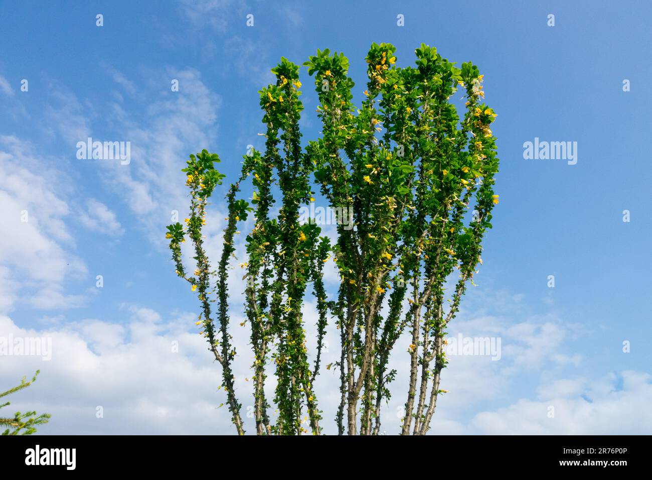 Siberian Pea Tree, Caragana arborescens 'Globosa', Shrub, Deciduous, Plant Stock Photo