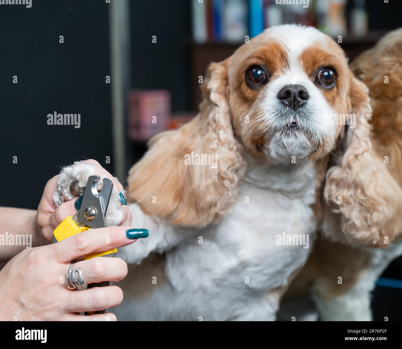 Groomer trims the claws of a Cavalier King Charles Spaniel in a
