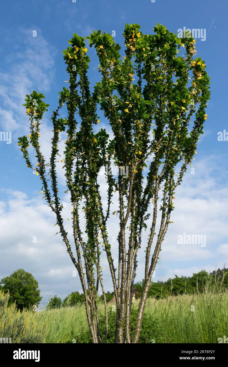 Caragana arborescens 'Globosa', Siberian Pea Shrub Stock Photo