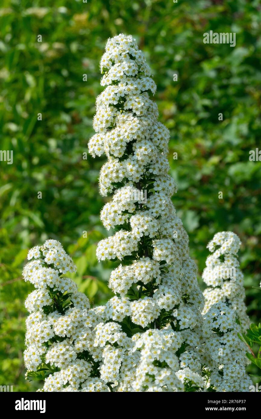 Spiraea nipponica 'Tosaensis', Flower, Spike, White, Bloom Stock Photo