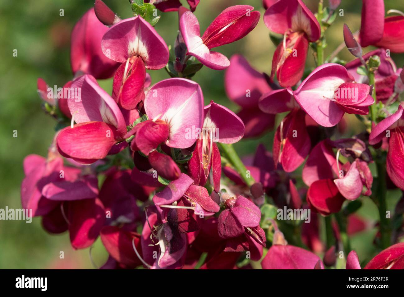 Close up, Flower, Broom, Cytisus 'Boskoop Ruby', Red, Scotch Broom, Cytisus × boskoopii Stock Photo