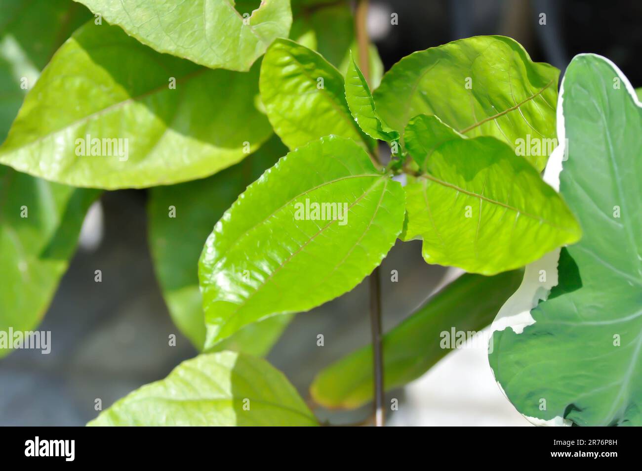 passion fruit plant, Passiflora edulis or Passionfruit or Maracuja  plant Stock Photo