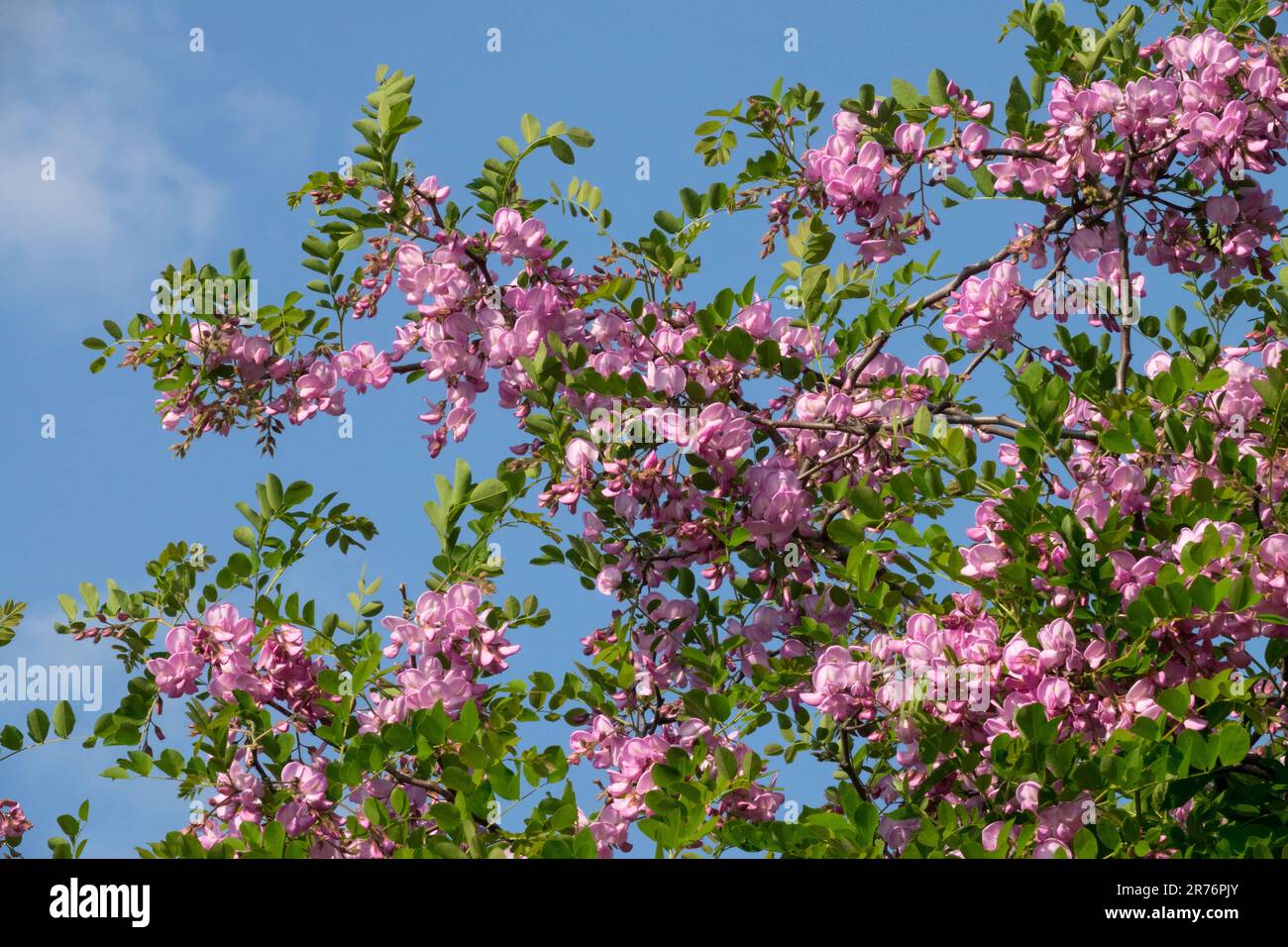 Robinia pseudoacacia 'Casque Rouge', Flowering Shrub Robinia 'Casque Rouge' Stock Photo