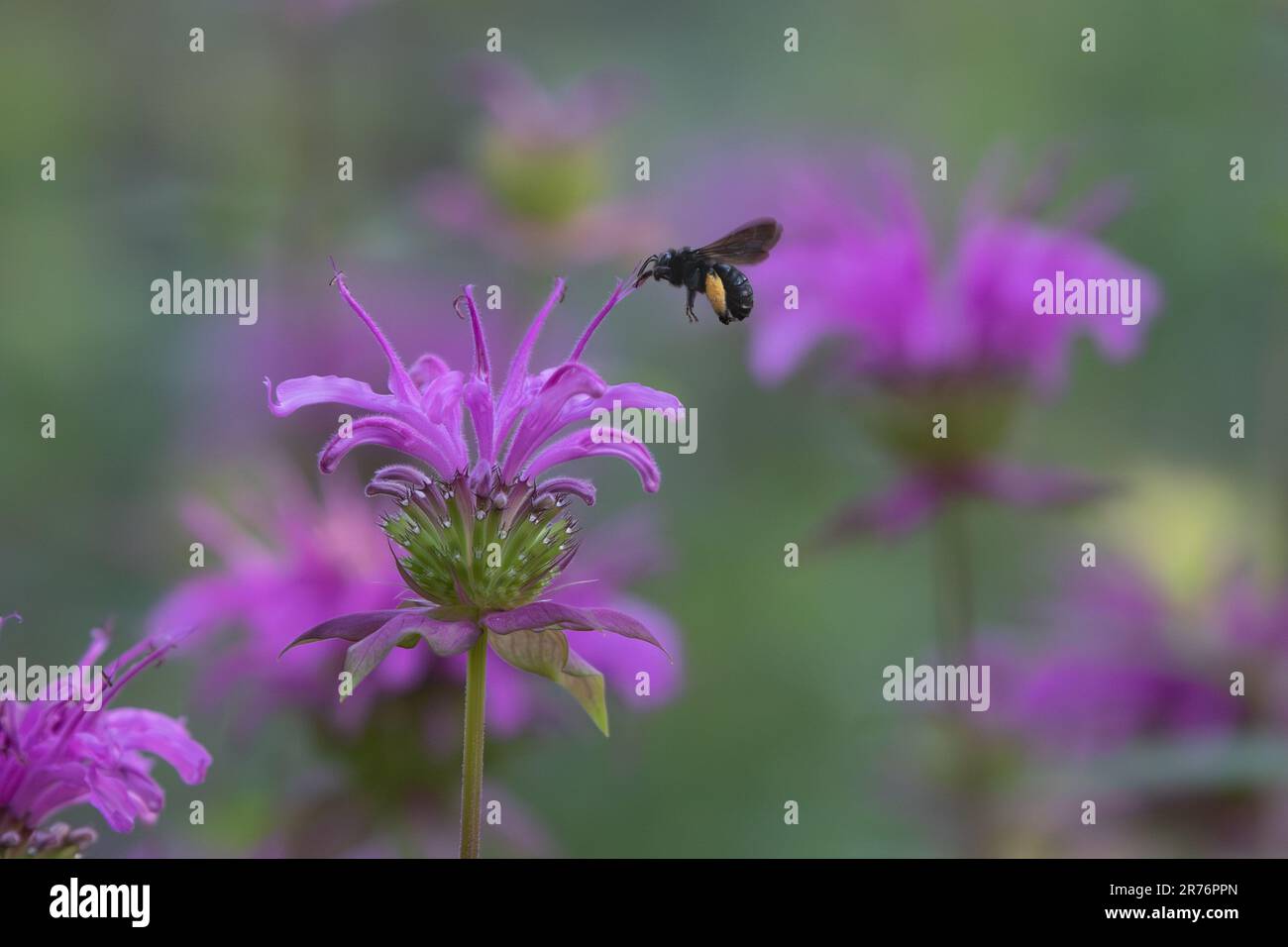 A Two Spotted Longhorn Bee, Melissodes bimaculatus, visiting the purple flower of a beebalm plant. Stock Photo