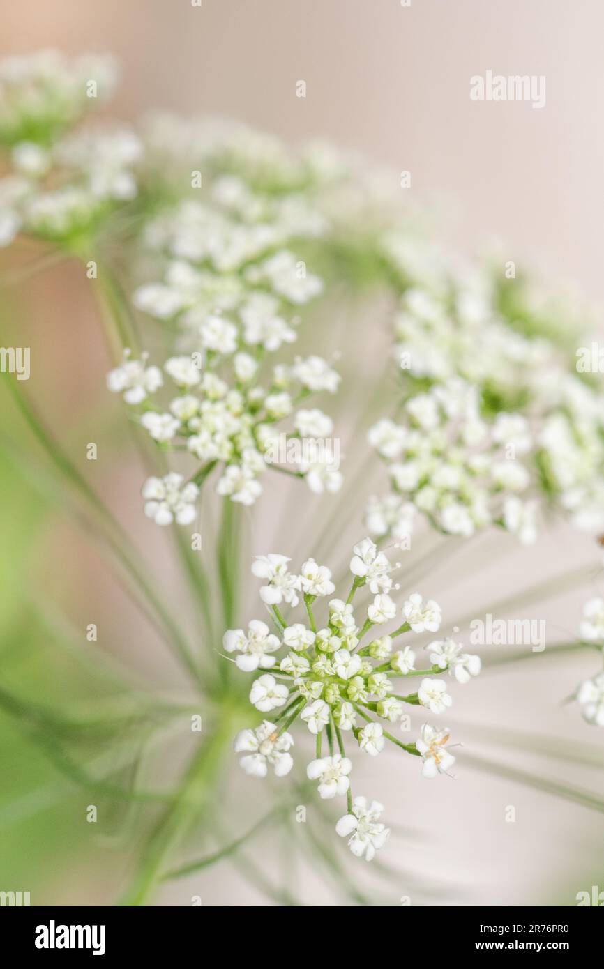 An umbrel of the Bishop's flower plant with its masses of tiny white flowers. Stock Photo