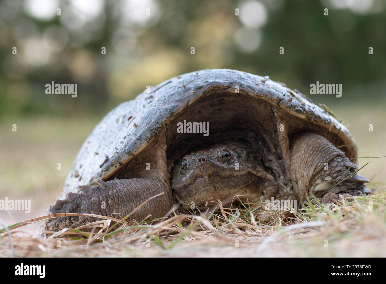 Frontal view of a common snapping turtle, Chelydra serpentina, in an East Texas forest, Stock Photo