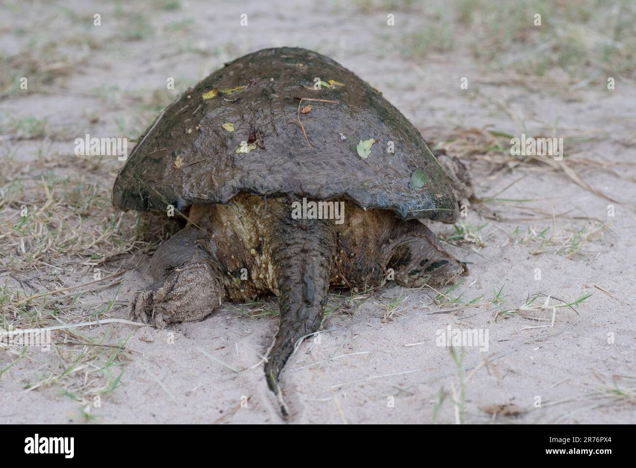 Rear view of the hind legs and tail of a common snapping turtle, Chelydra serpentina. Stock Photo