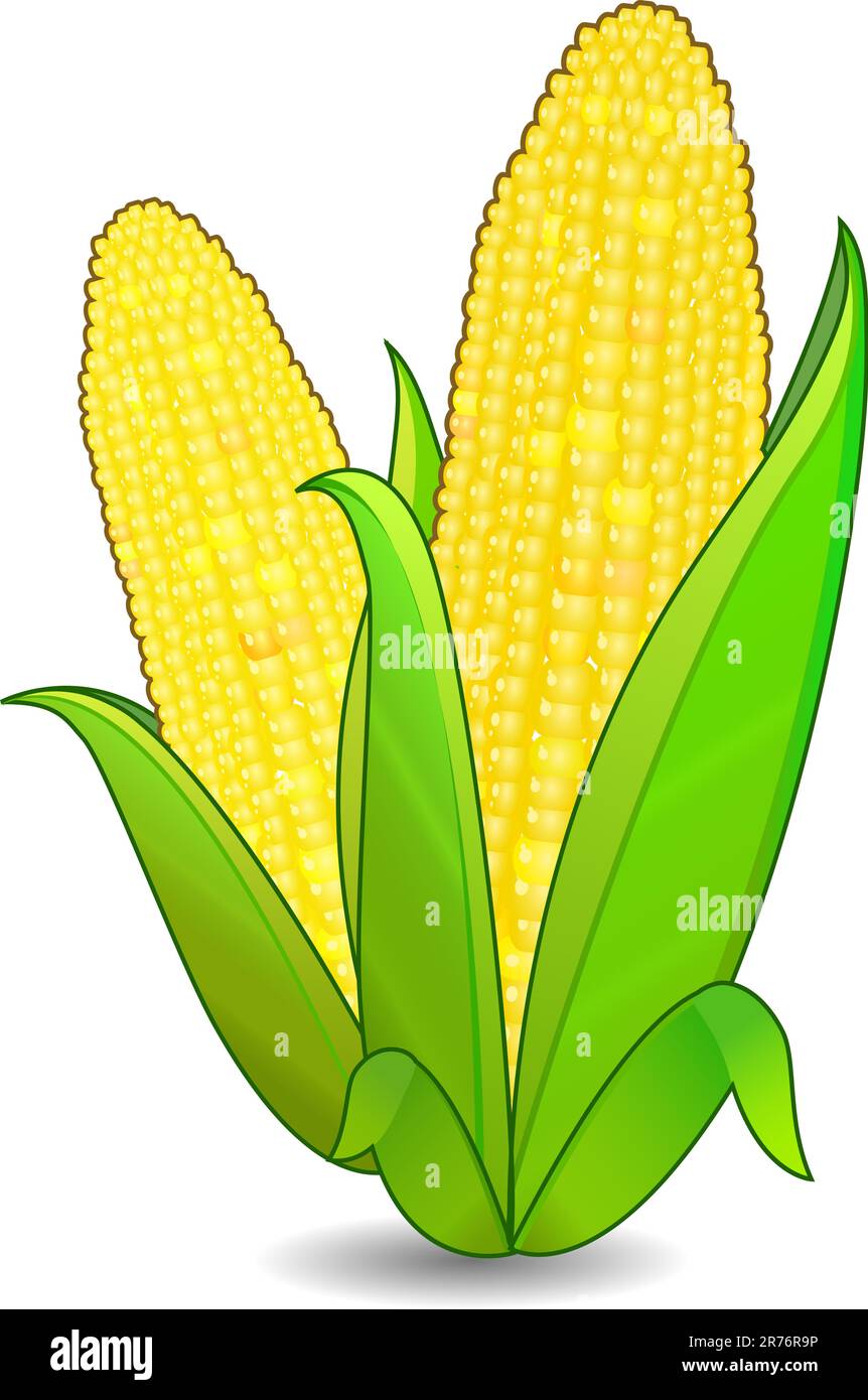 corn ears icon isolated on white background Stock Vector