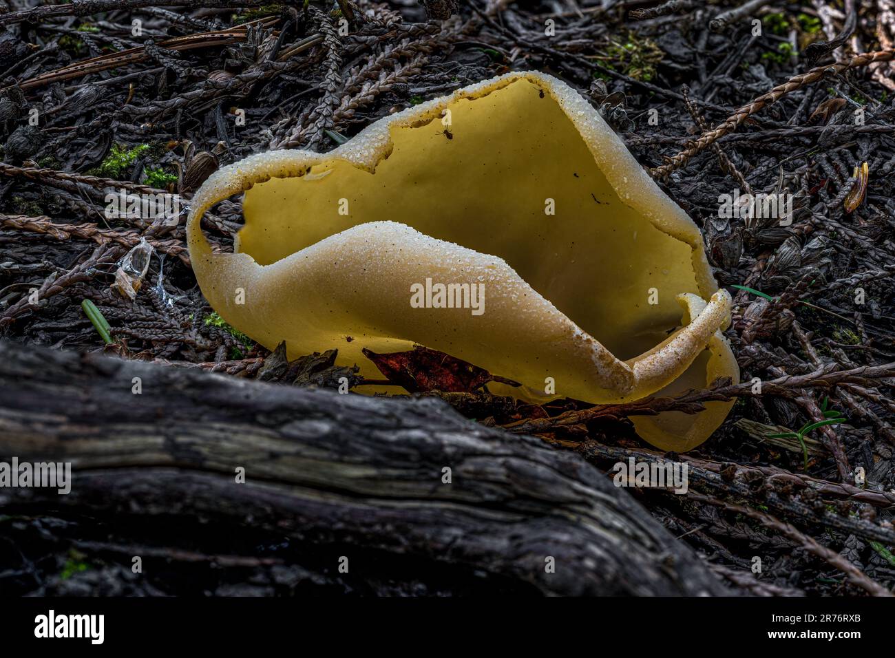Fruiting Body of an Operculate Cup-Fungus Stock Photo