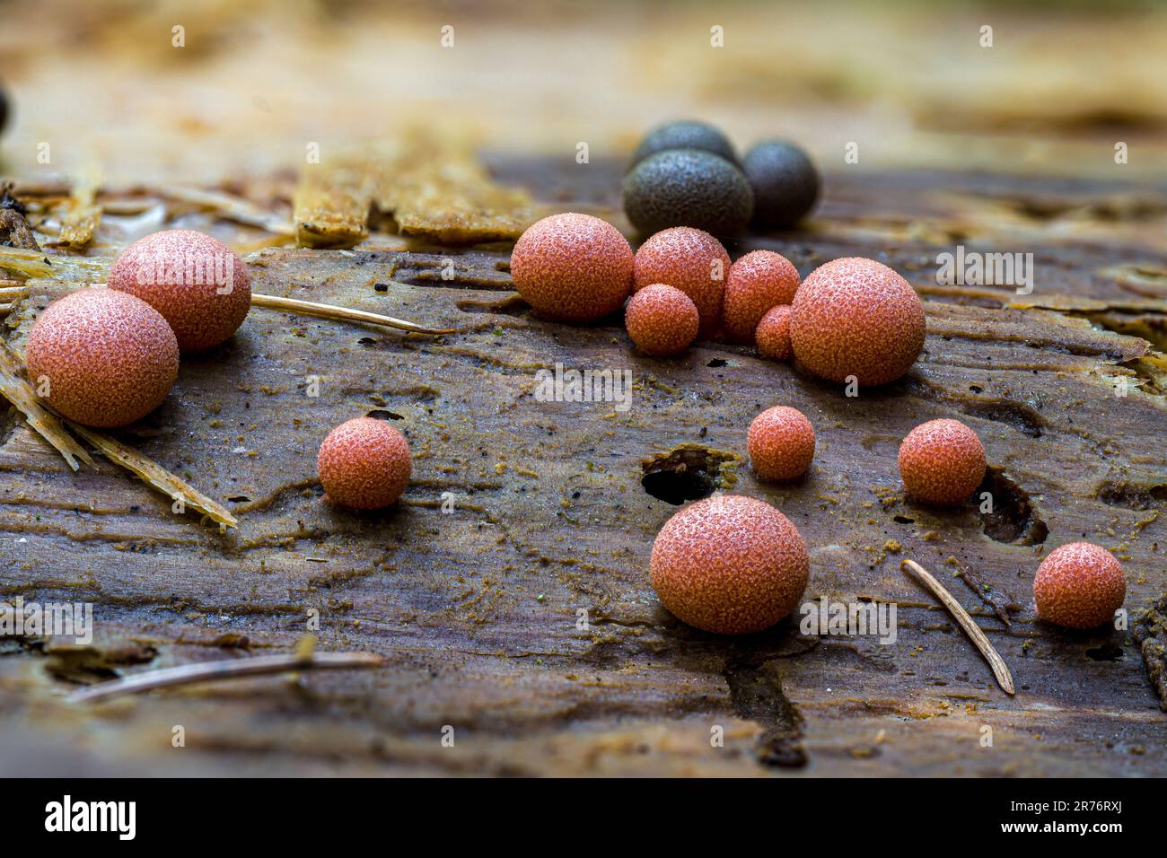 Wolf's Milk or Groening's Slime (Lycogala epidendrum) Stock Photo
