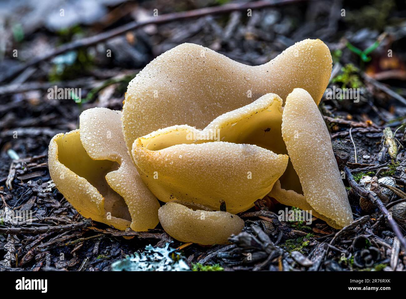Fruiting Body of an Operculate Cup-Fungus Stock Photo