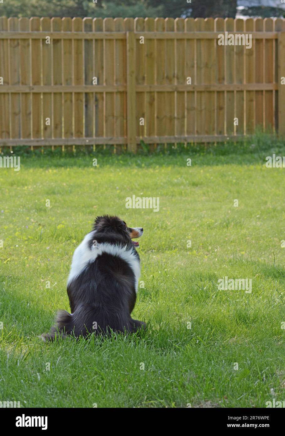 Beautiful Shetland Sheepdog (sheltie) sit in the shade in a safe, fenced-in yard. Tri-color, long-haired purebred dog. Relaxing outside. Stock Photo