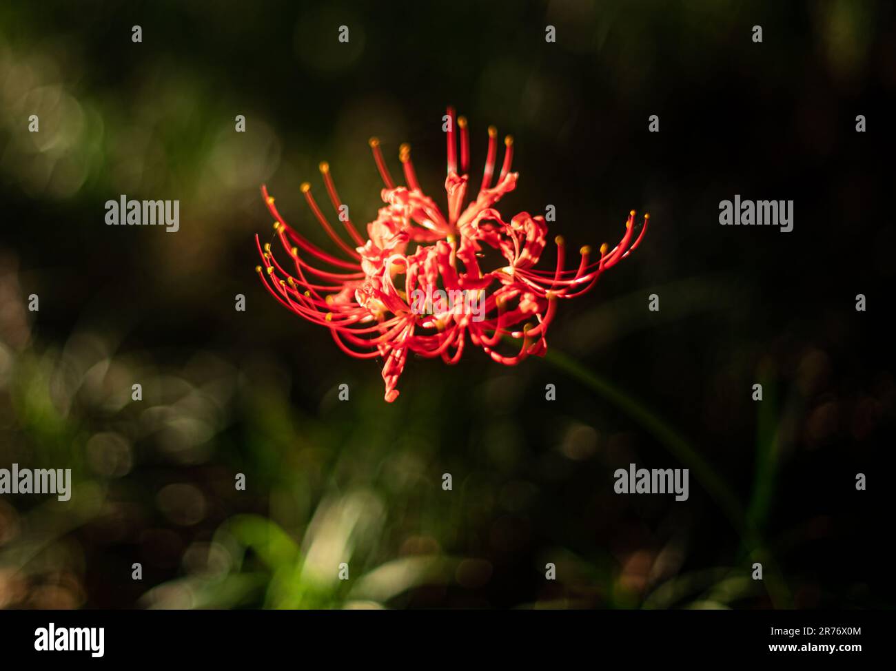 A vibrant red spider lily blooms in a sunlit field of lush green grass ...