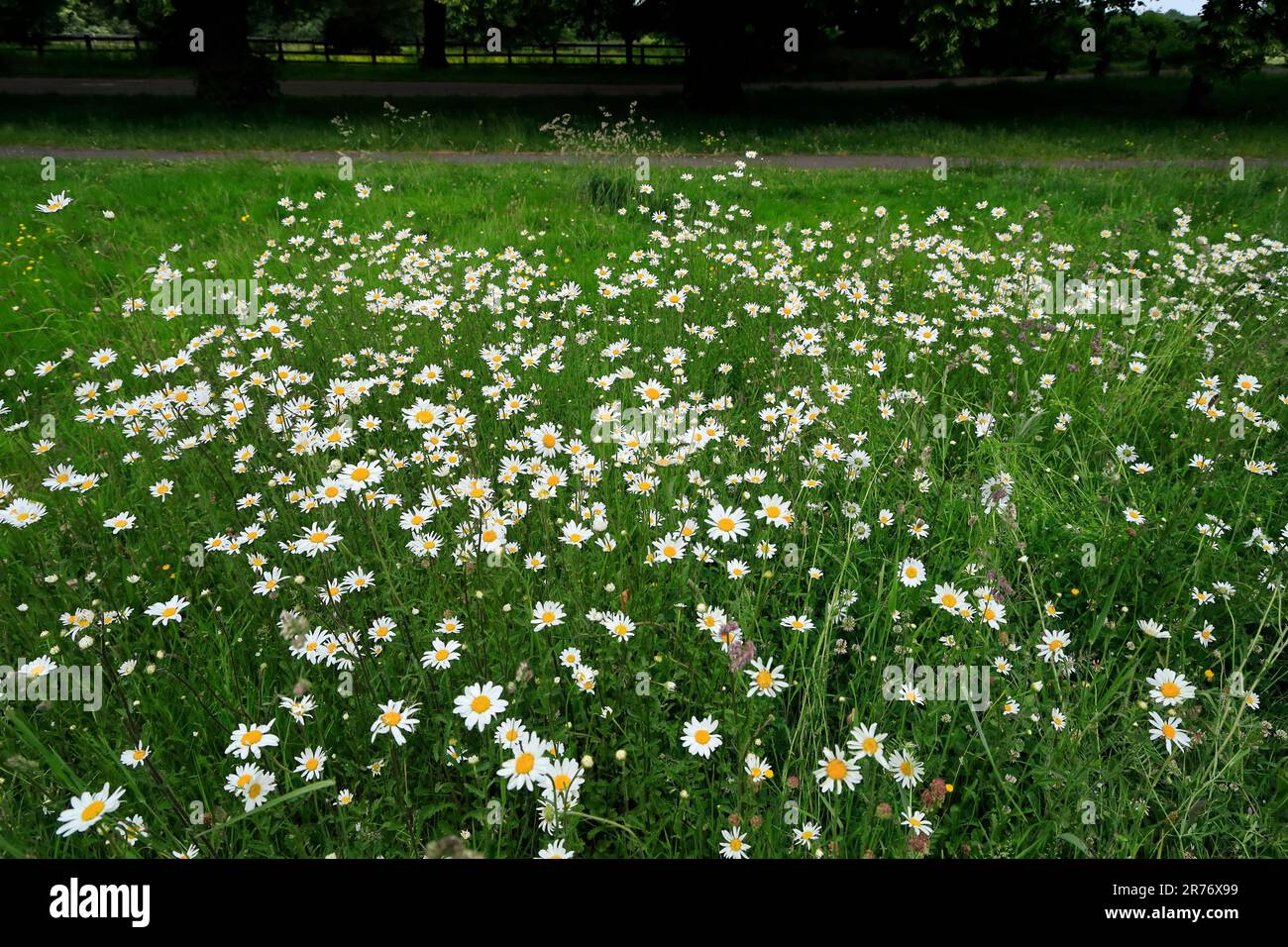 Marguerites (Leucanthemum vulgare) in meadow grass, South Wales.  June 2023. Summer Stock Photo