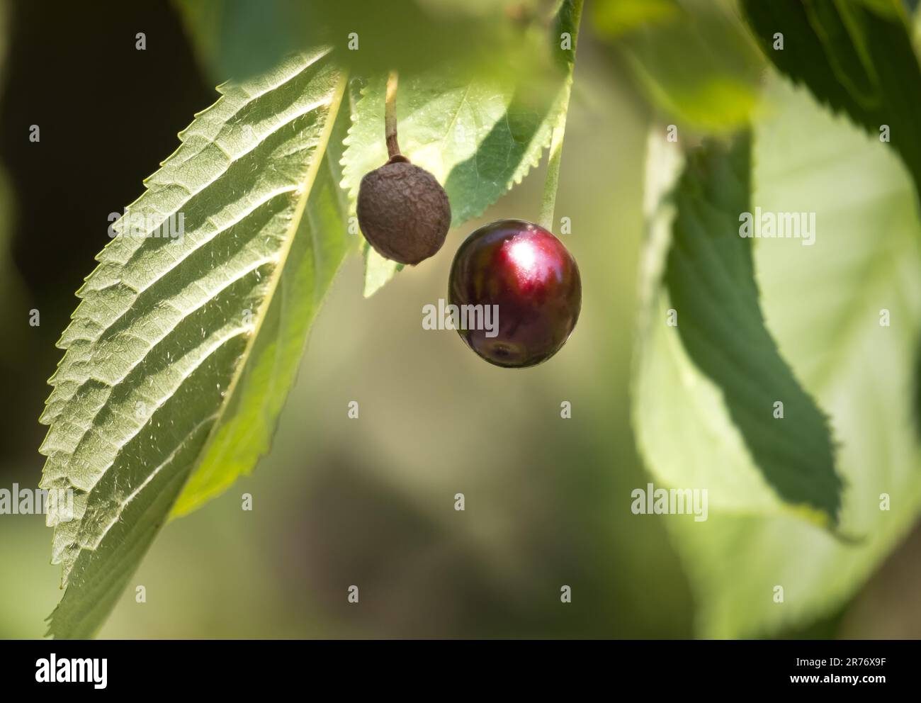 A shiny, ripe black cherry, Prunus serotina, shining in the sunlight beside a black cherry pit and surrounded by lush green leaves in spring or summer Stock Photo