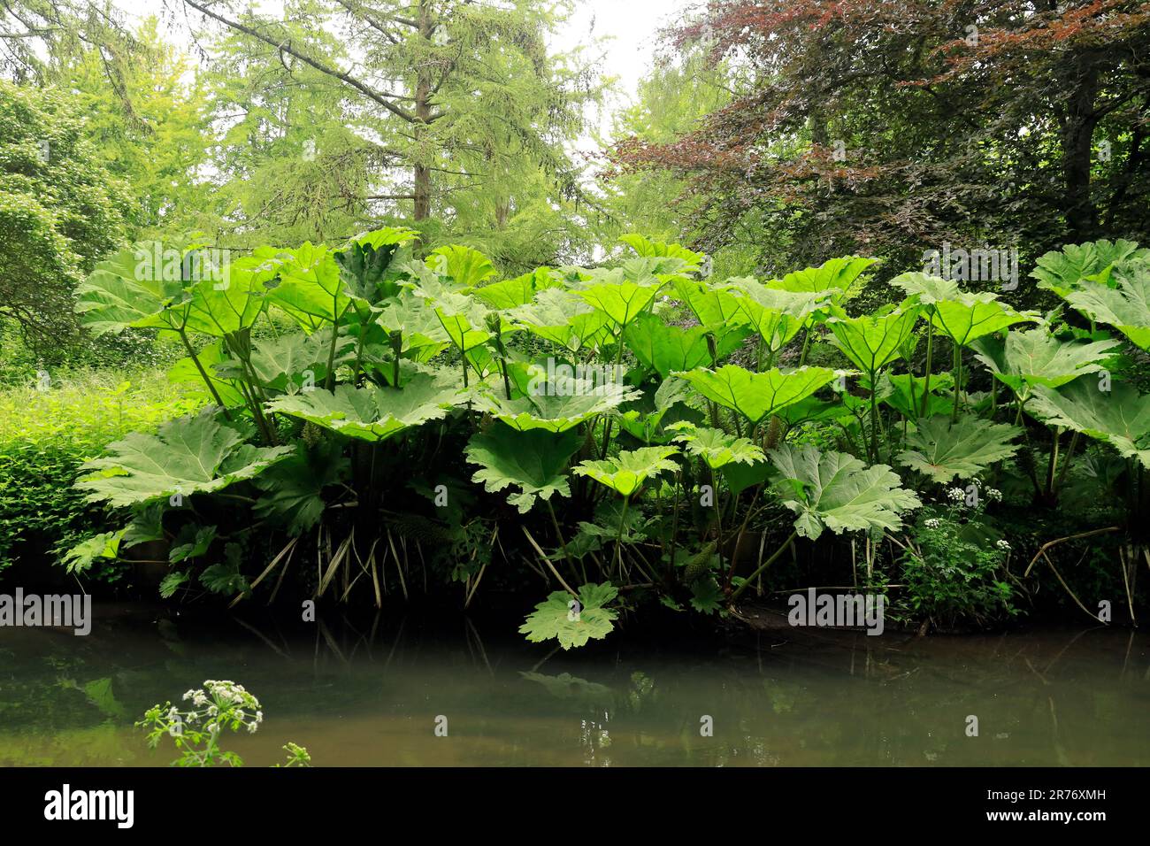 Giant Elephant's ears plant by a canal bank. June 2023. Summer. Stock Photo