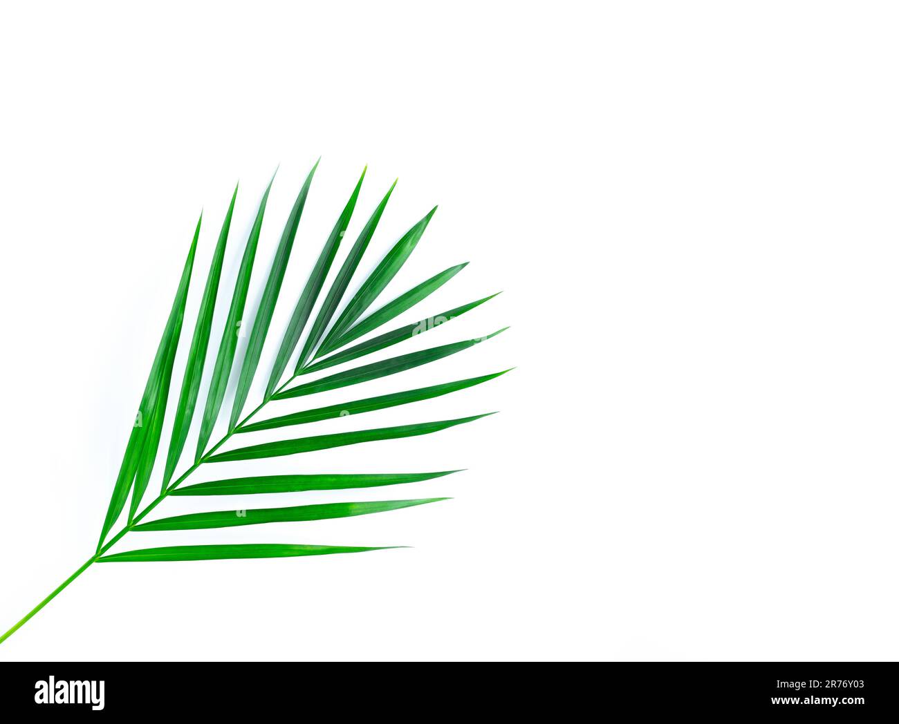 Frame with a green tropical leaf. Isolated on white Stock Photo - Alamy