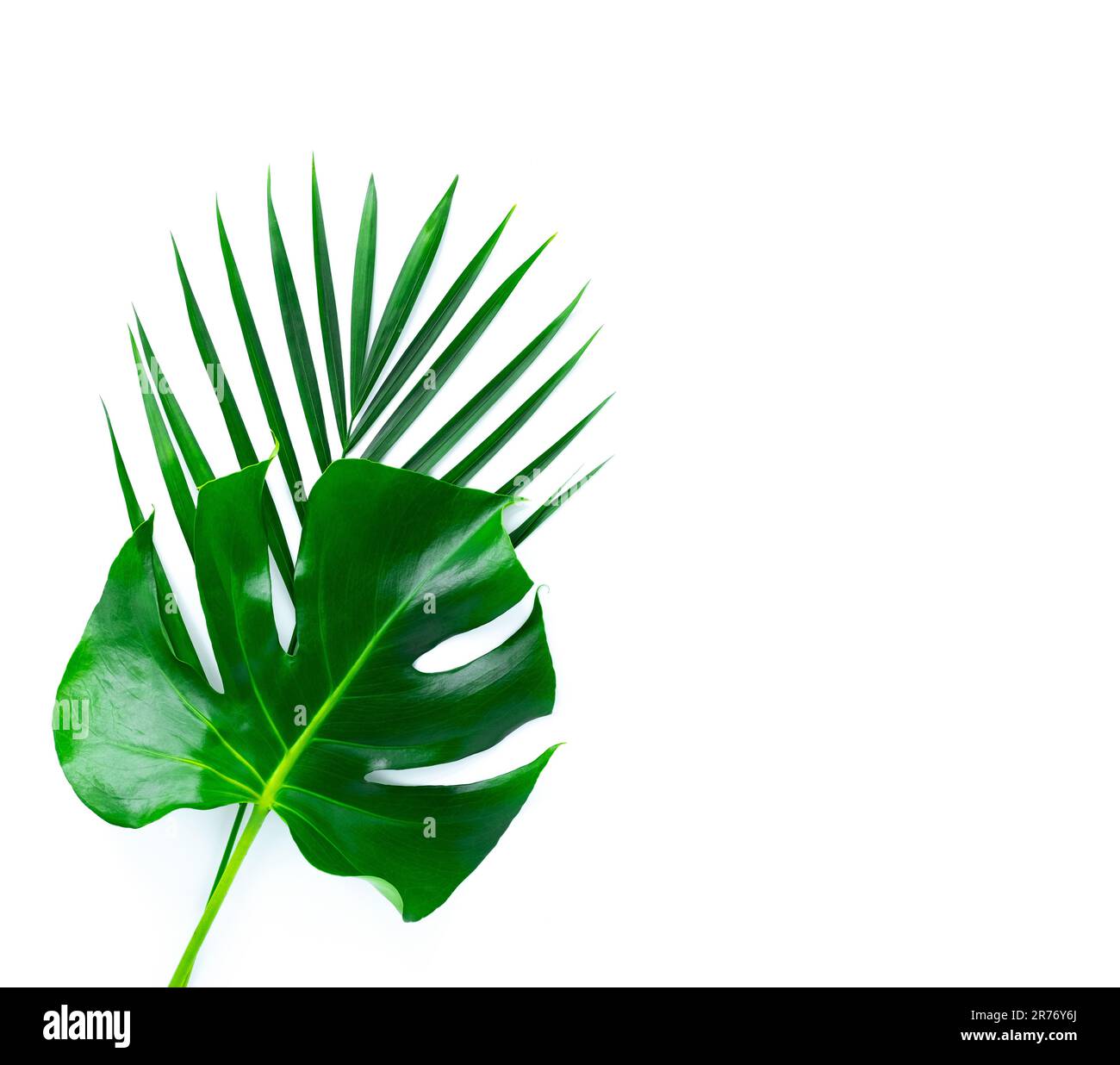Frame with green tropical leaves. Isolated on white Stock Photo - Alamy
