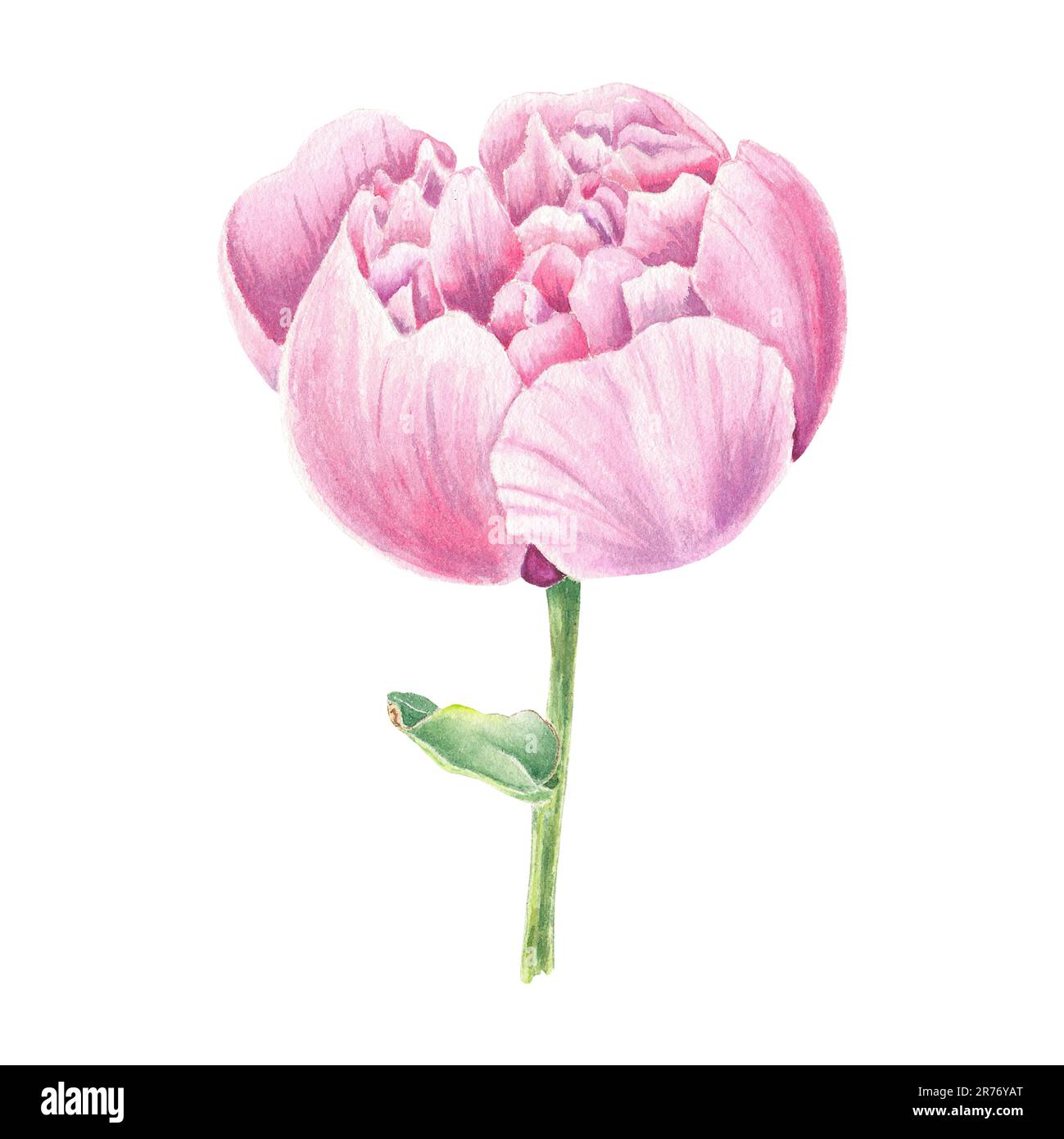 Watercolor peony flower hand drawn in the botanical style for use in ...