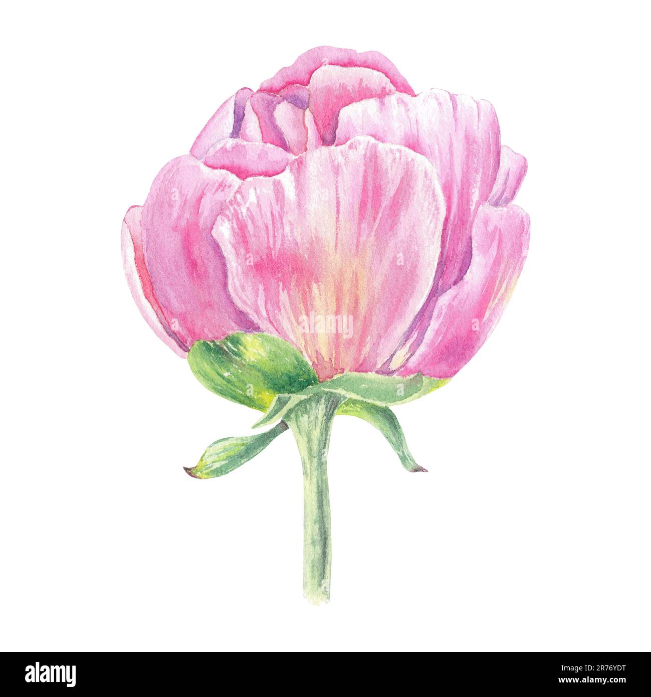 Watercolor peony flower hand drawn in the botanical style for use in ...