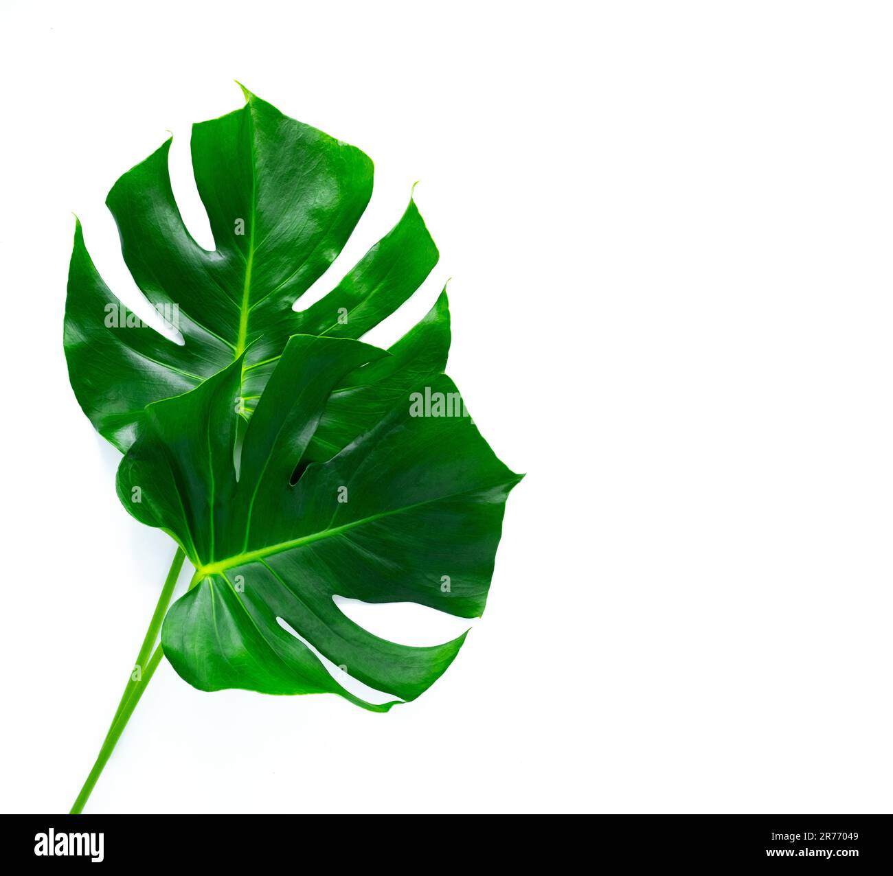 Frame with green tropical leaves. Isolated on white Stock Photo - Alamy