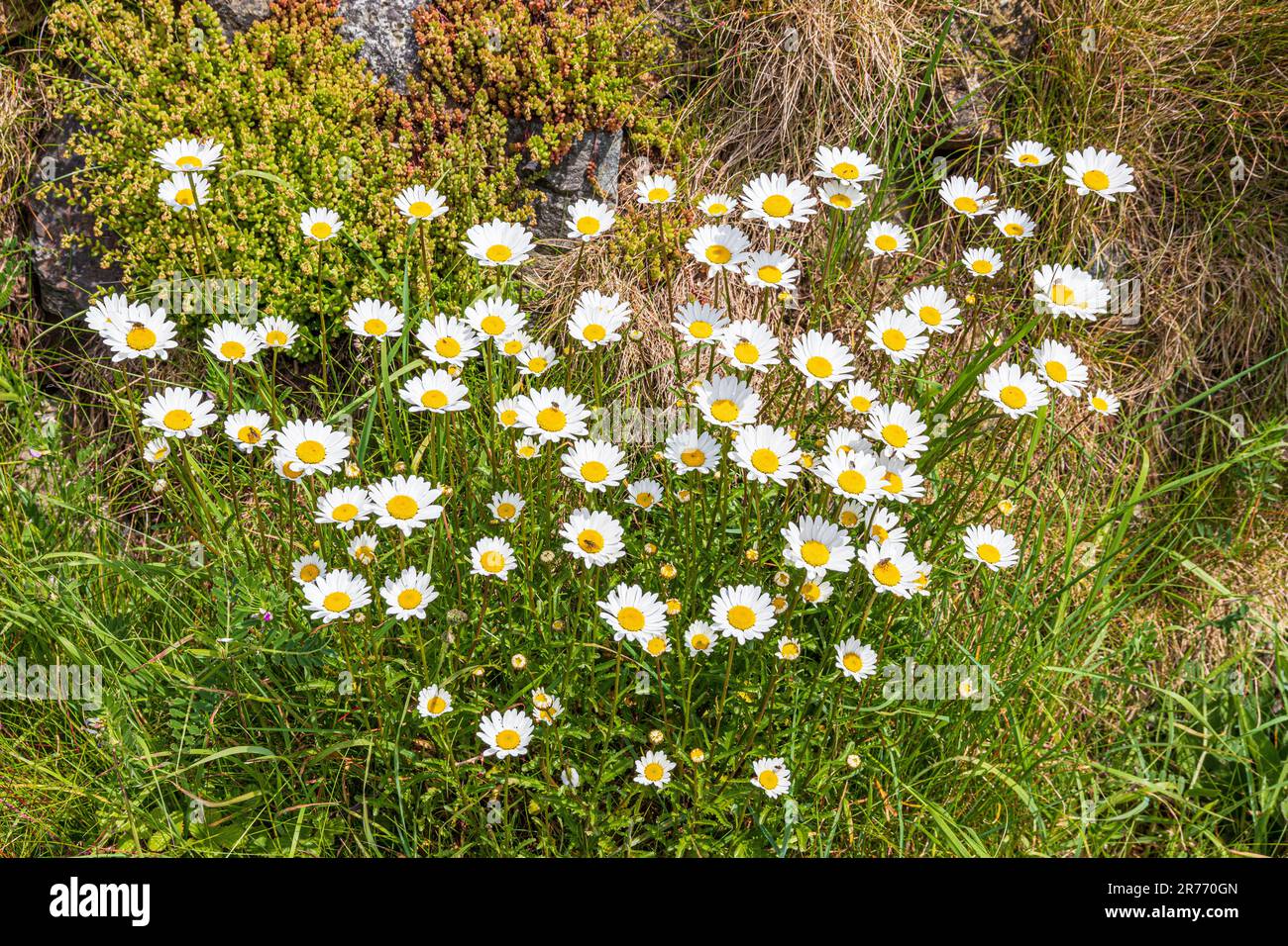 Ox eye daisies (Leucanthemum vulgare) growing beside the Pembrokeshire