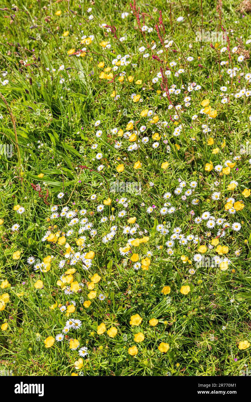 Buttercups and daisies beside the Pembrokeshire Coast Path National Trail at St Non's Bay on the St David's peninsula, Pembrokeshire, Wales UK Stock Photo