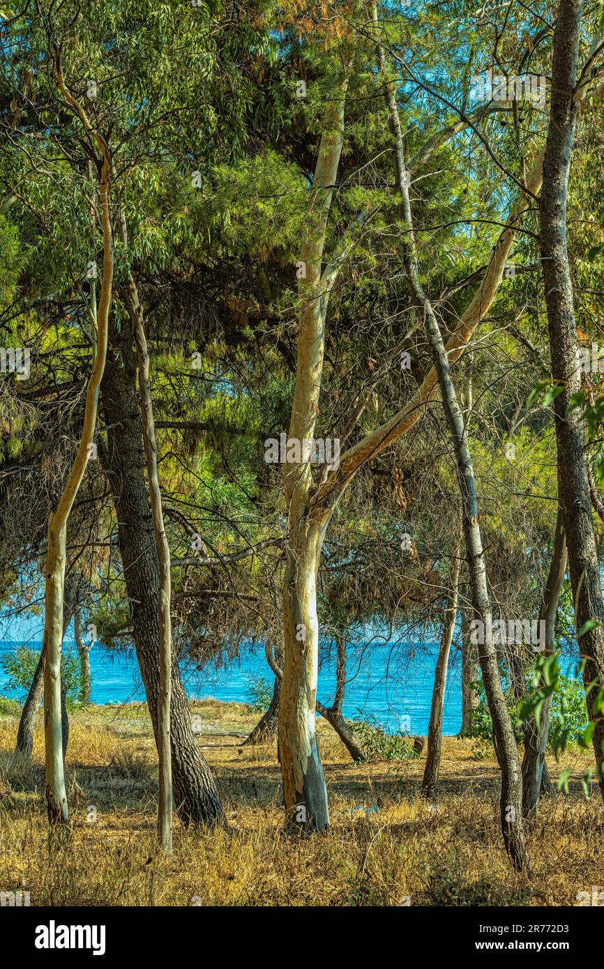 Grove of eucalyptus trees along the Spiaggia San Marco di Calatabiano Province of Messina, Sicily, Italy, Europe Stock Photo
