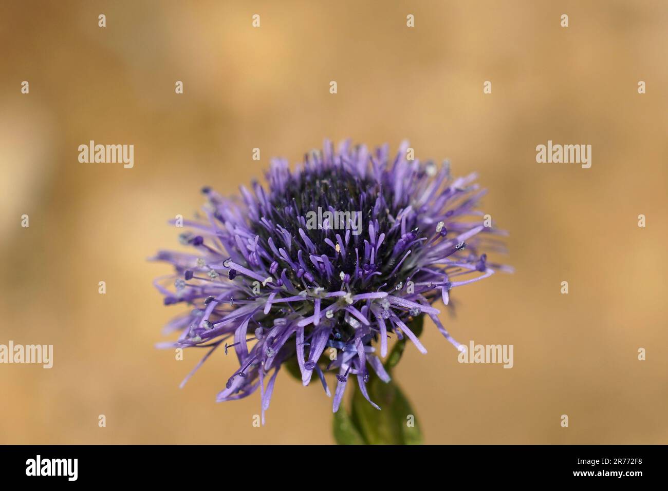 Closeup on the blue flower of the Common globularia Globularia vulgaris against a brown background Stock Photo