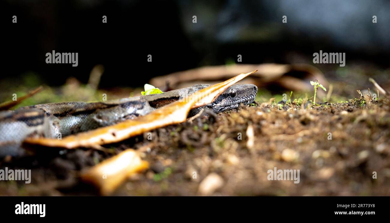 A close-up shot of a python in its natural habitat, exhibiting its spotted patterned skin. Stock Photo