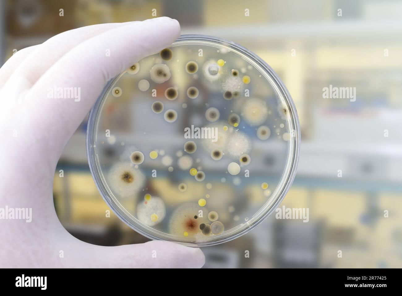 Colonies of different bacteria and mold fungi grown on Petri dish with