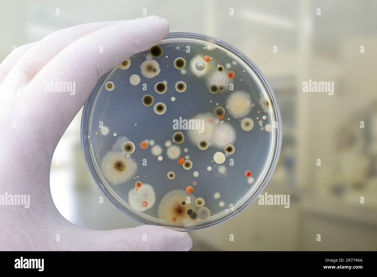 Colonies of different bacteria and mold fungi grown on Petri dish with