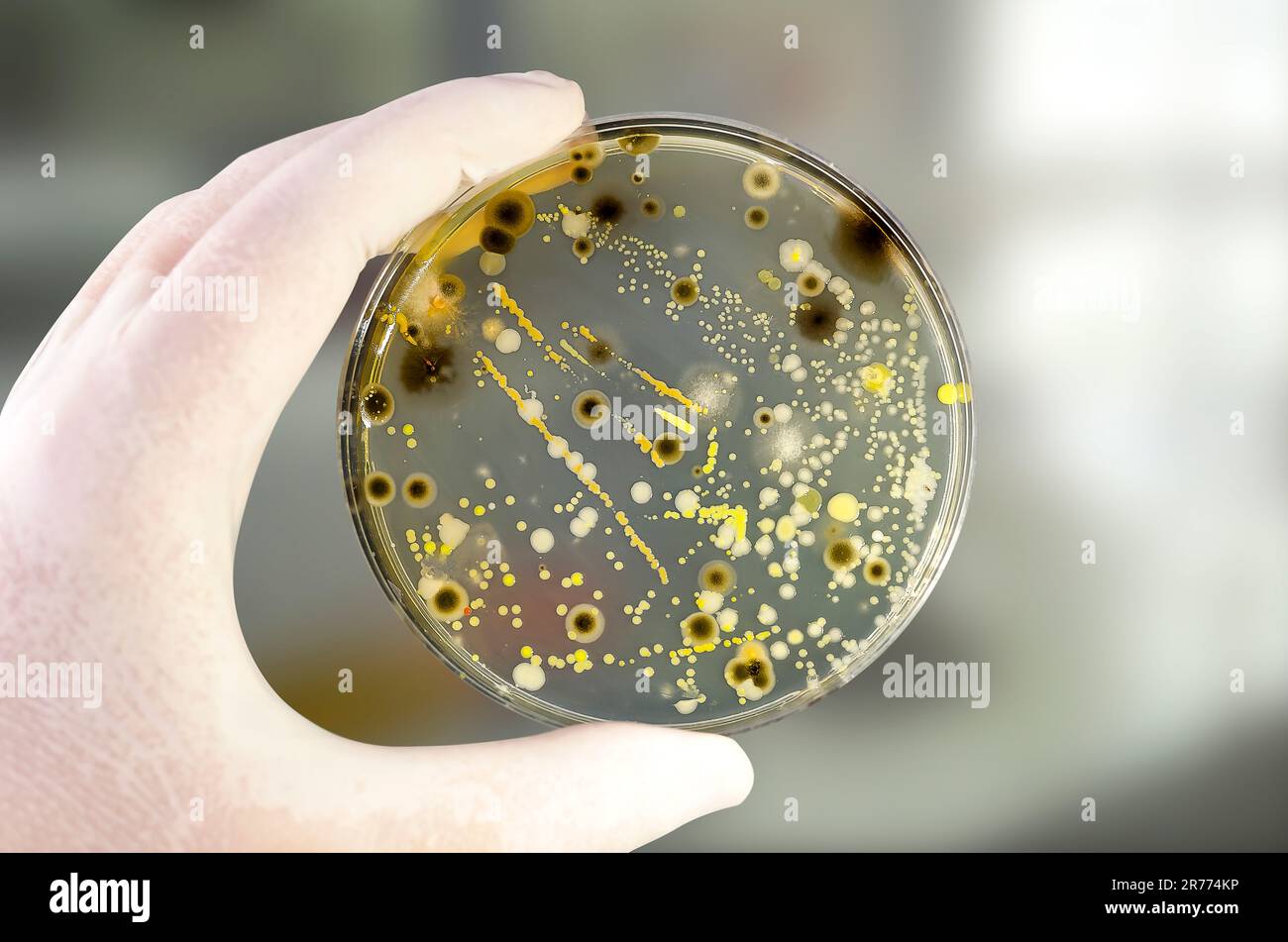 Colonies of different bacteria and mold fungi grown on Petri dish with