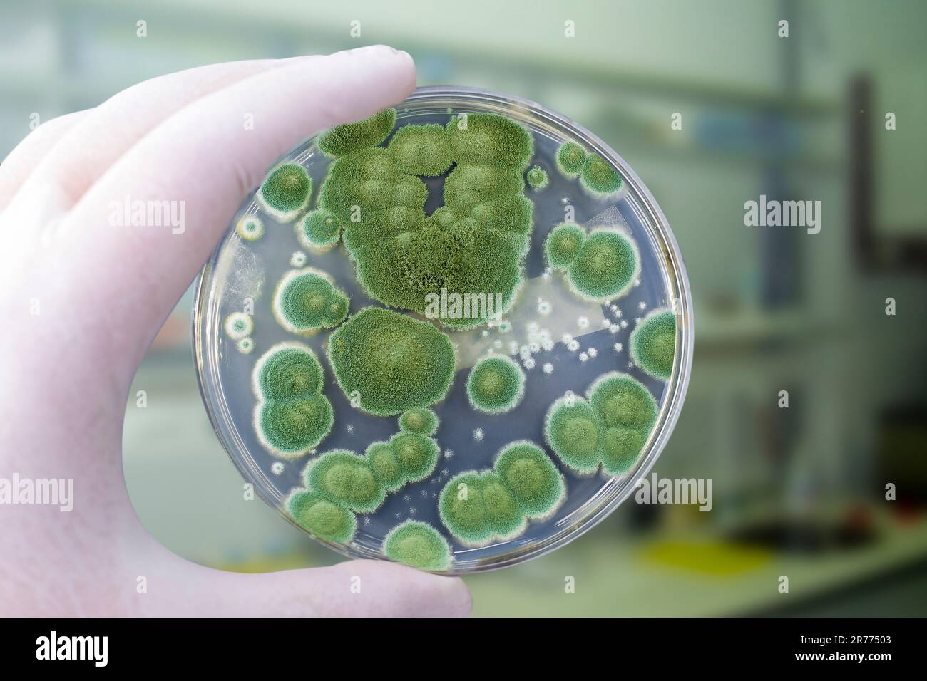 Researcher holding Petri dish with colonies of Penicillium fungi ...
