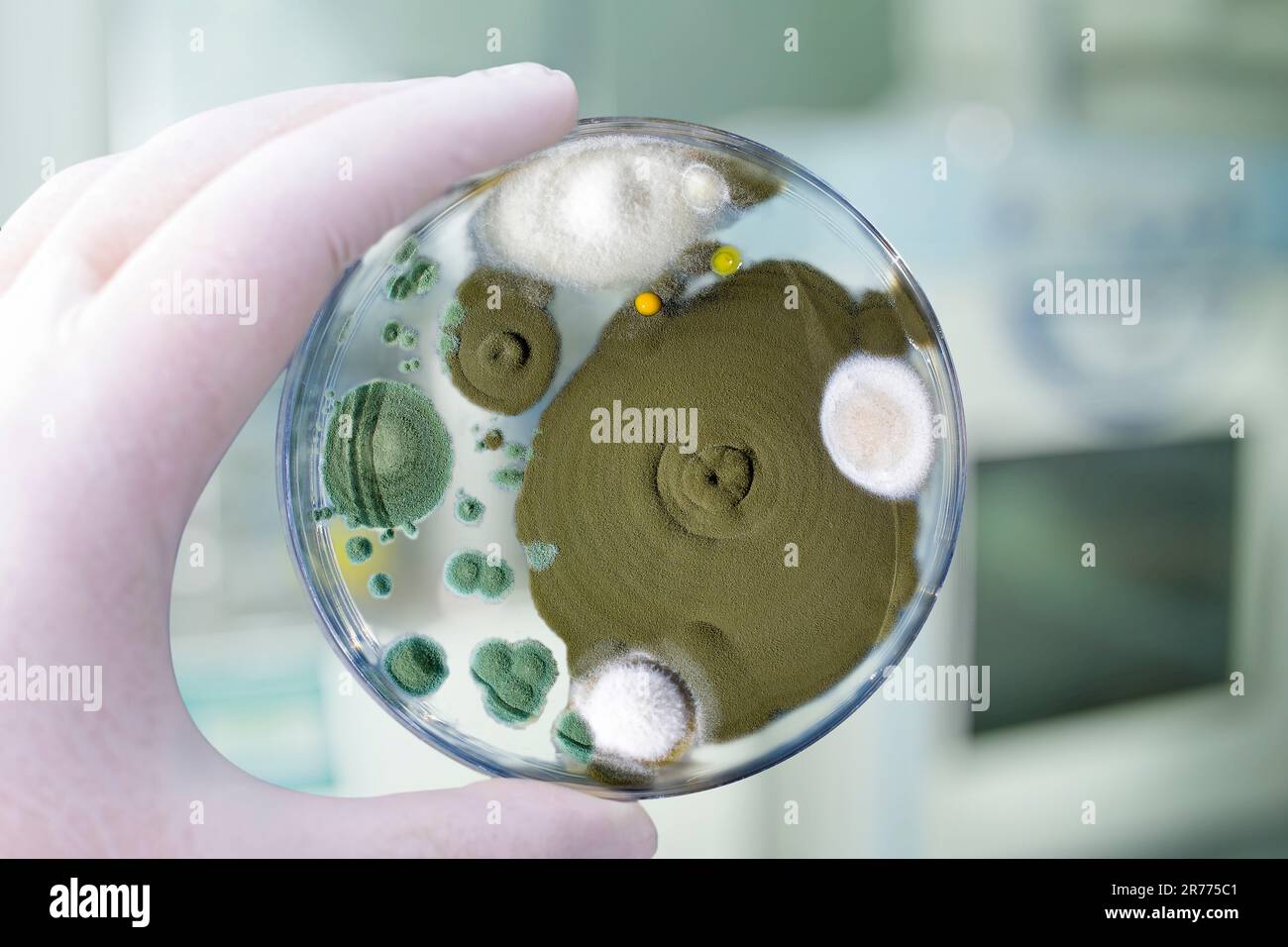 Colonies of different mold fungi grown from indoor air on Petri dish with Sabourad dextrose agar, close-up view. Hand in white glove holding plate wit Stock Photo