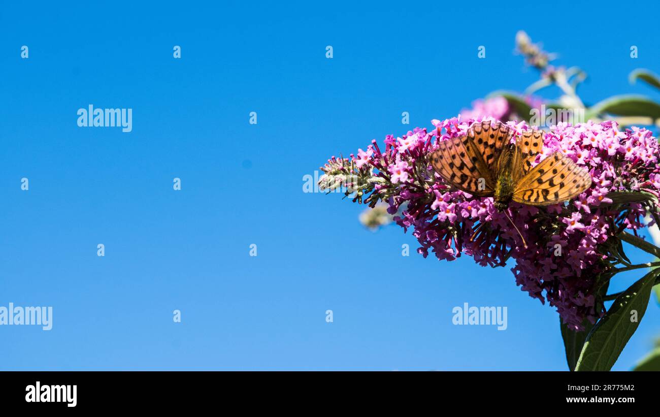 Vibrant blue flower atop hi-res stock photography and images - Alamy