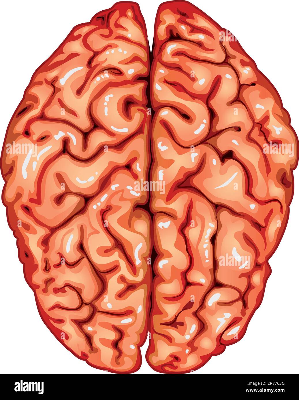 Illustration body part vector, human brain top view Stock Vector Image ...