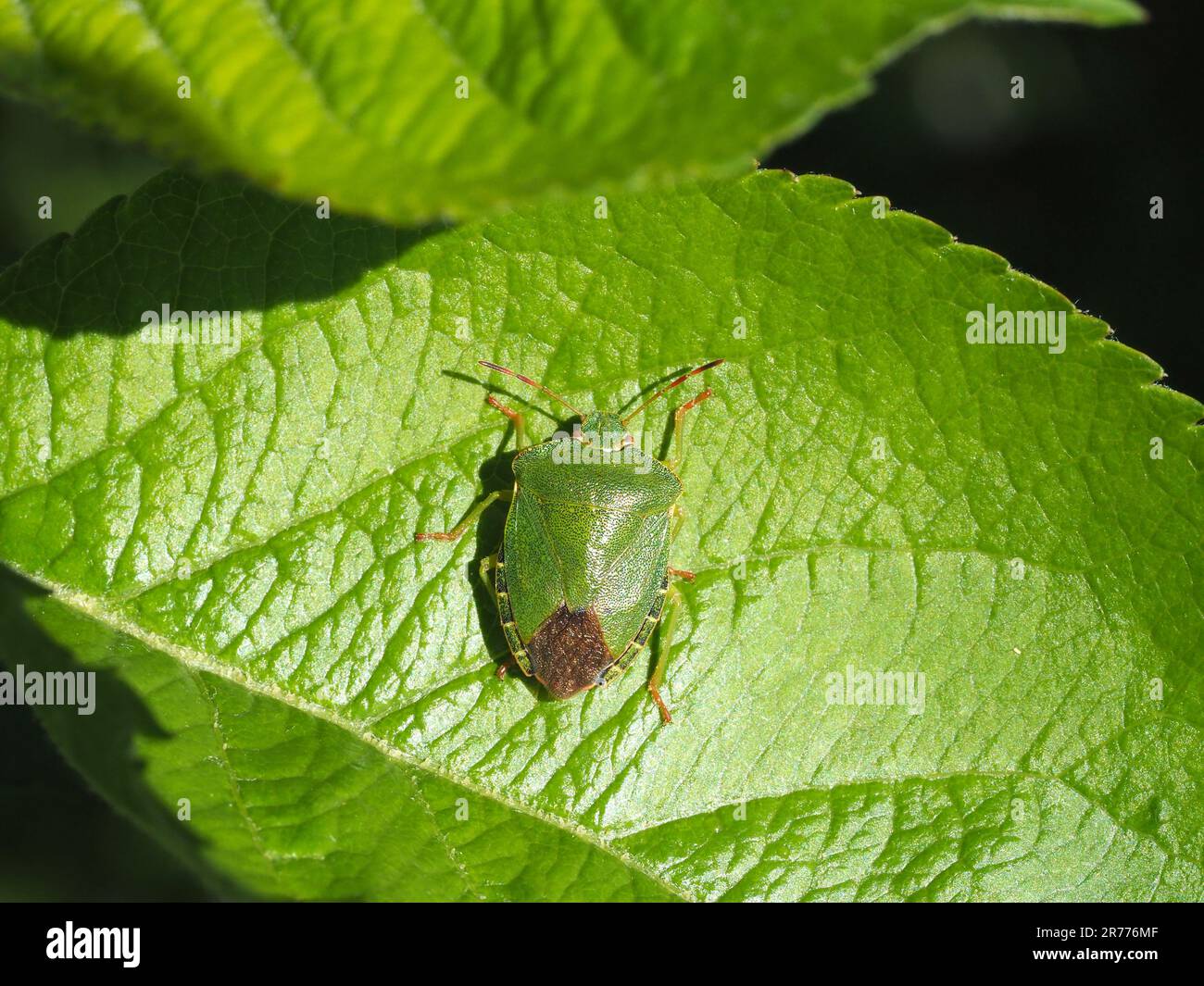 Green Shield Bug, Palomena prasina, at rest on the leaf of an apple