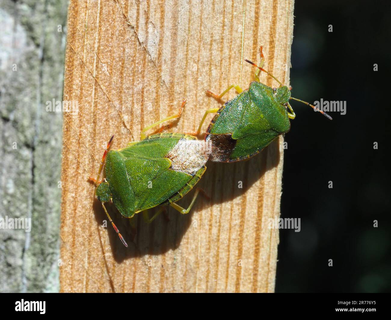 Two Green Shield Bugs, mating. Stock Photo